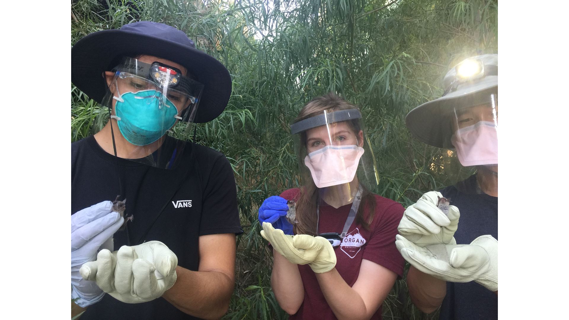 New Mexico State University biology students Daniel Ibanez, Jordan Gass and Lawrence Zhou are holding mouse-eared bats..