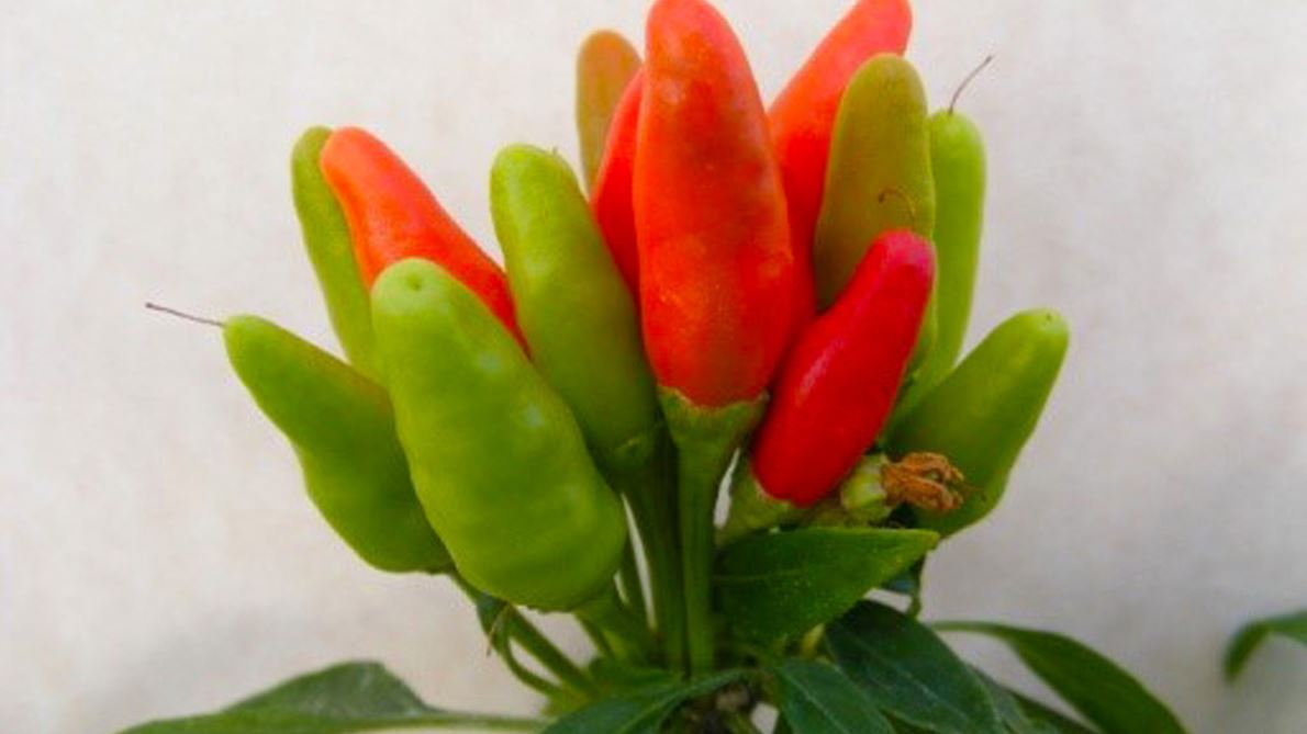 NMSU Chile Pepper Institute to host plant sale Friday