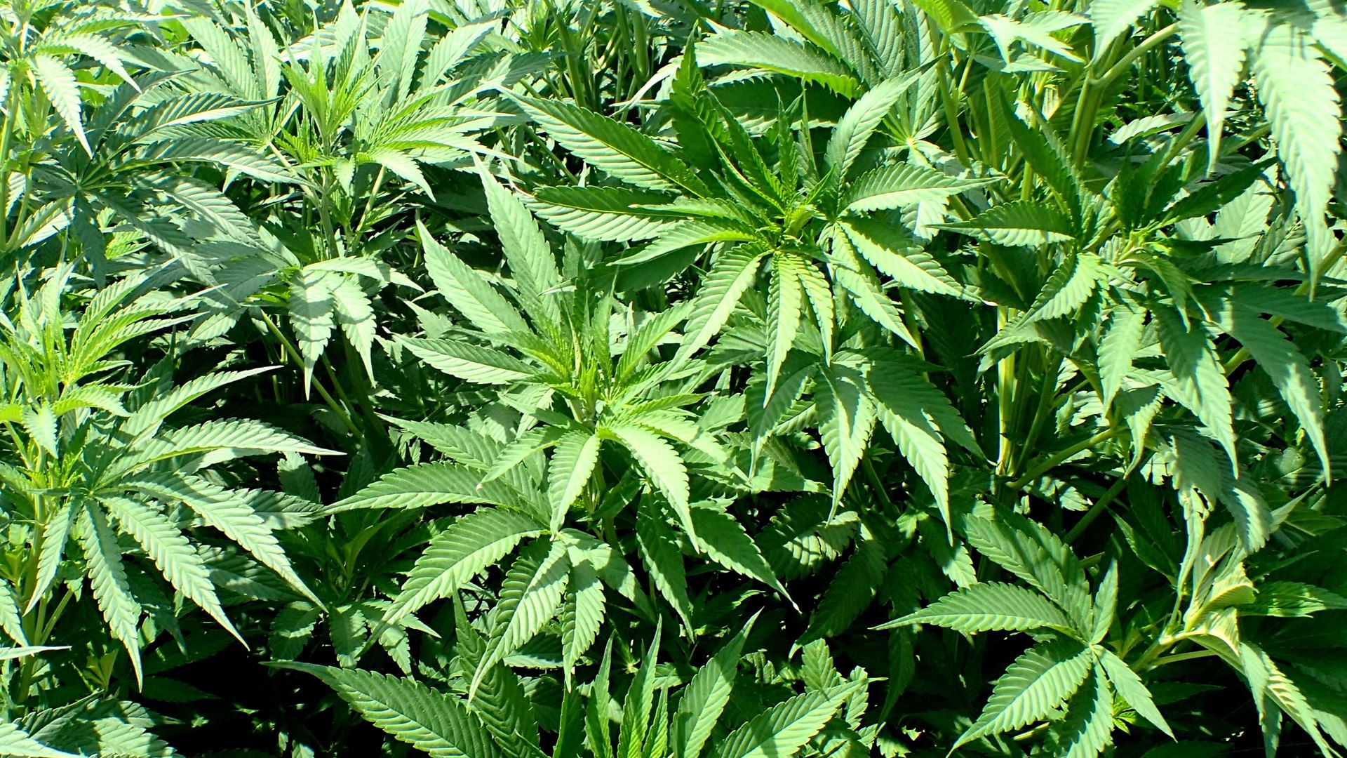 NMSU’s Cooperative Extension Service to host hemp production workshops