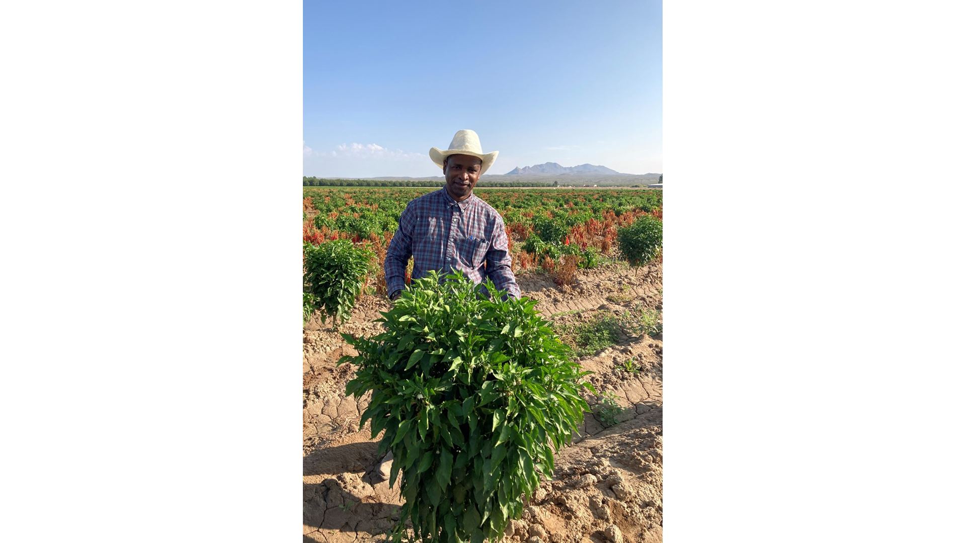 NMSU receives $450,000 grant for pepper production research