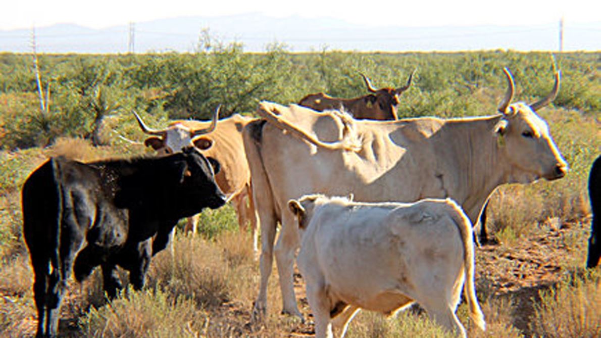NMSU researchers explore sustainable Southwest beef production