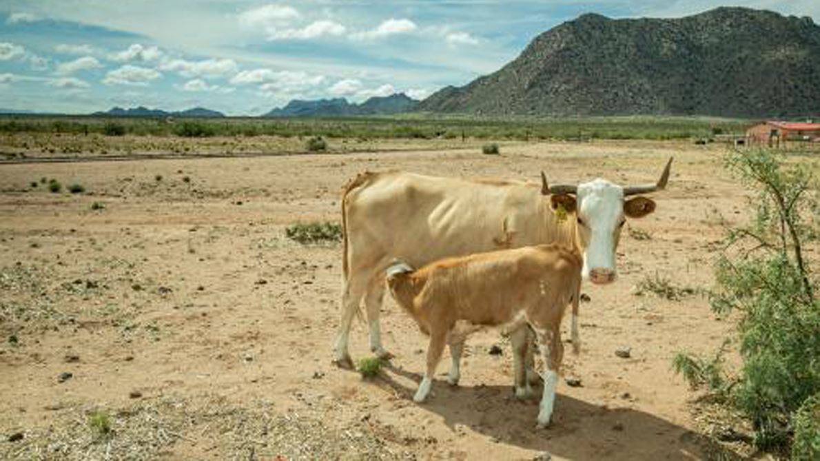 NMSU Extension to host beef/livestock research update webinar series