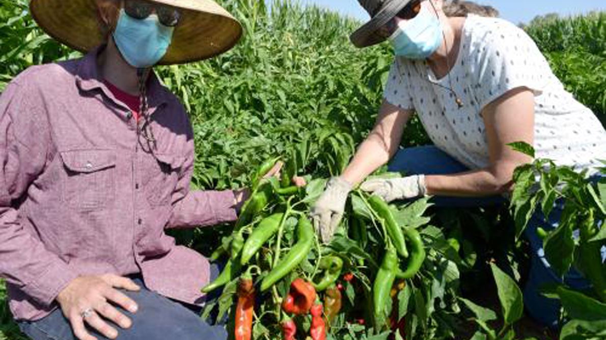 NMSU developing perfect green chile pepper for mechanical harvest