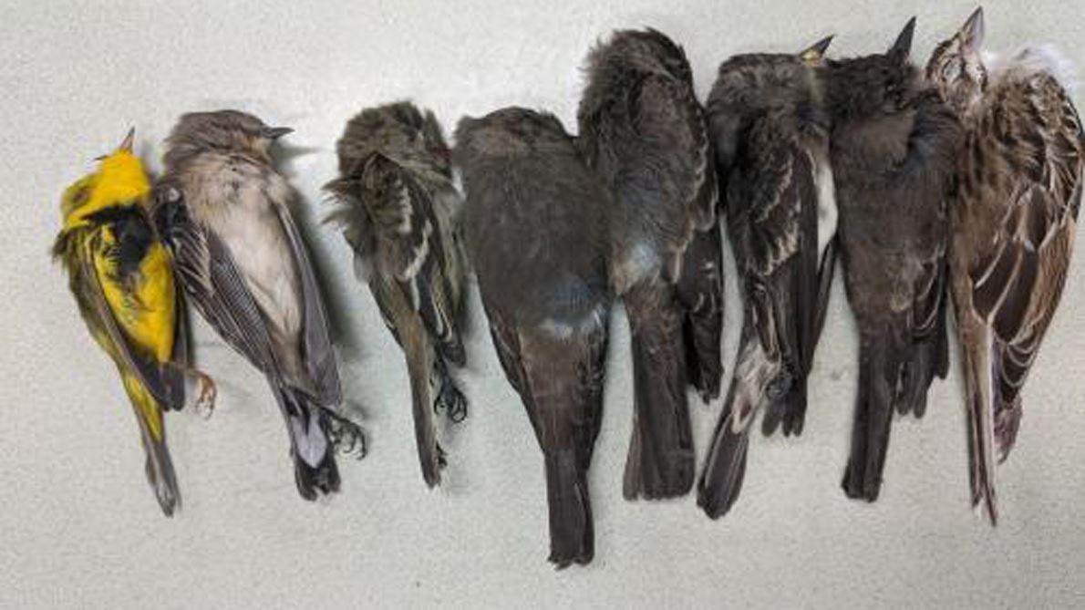NMSU researcher warns massive bird-die off ‘is an alarm’