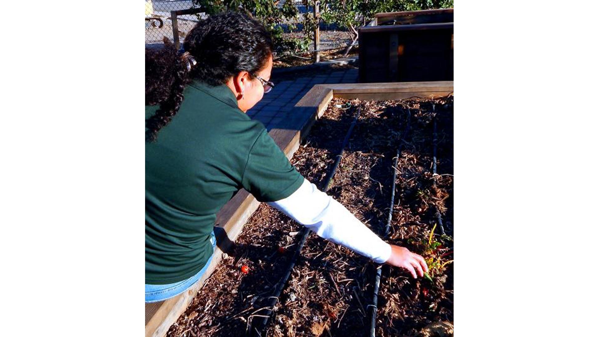NMSU Extension producing twice monthly gardening webinar series beginning Sept. 2
