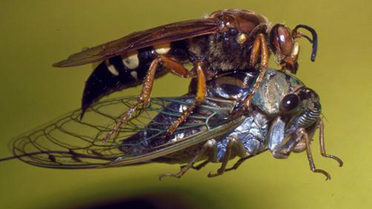 NMSU Extension publication dispels concern about murder hornet in New Mexico