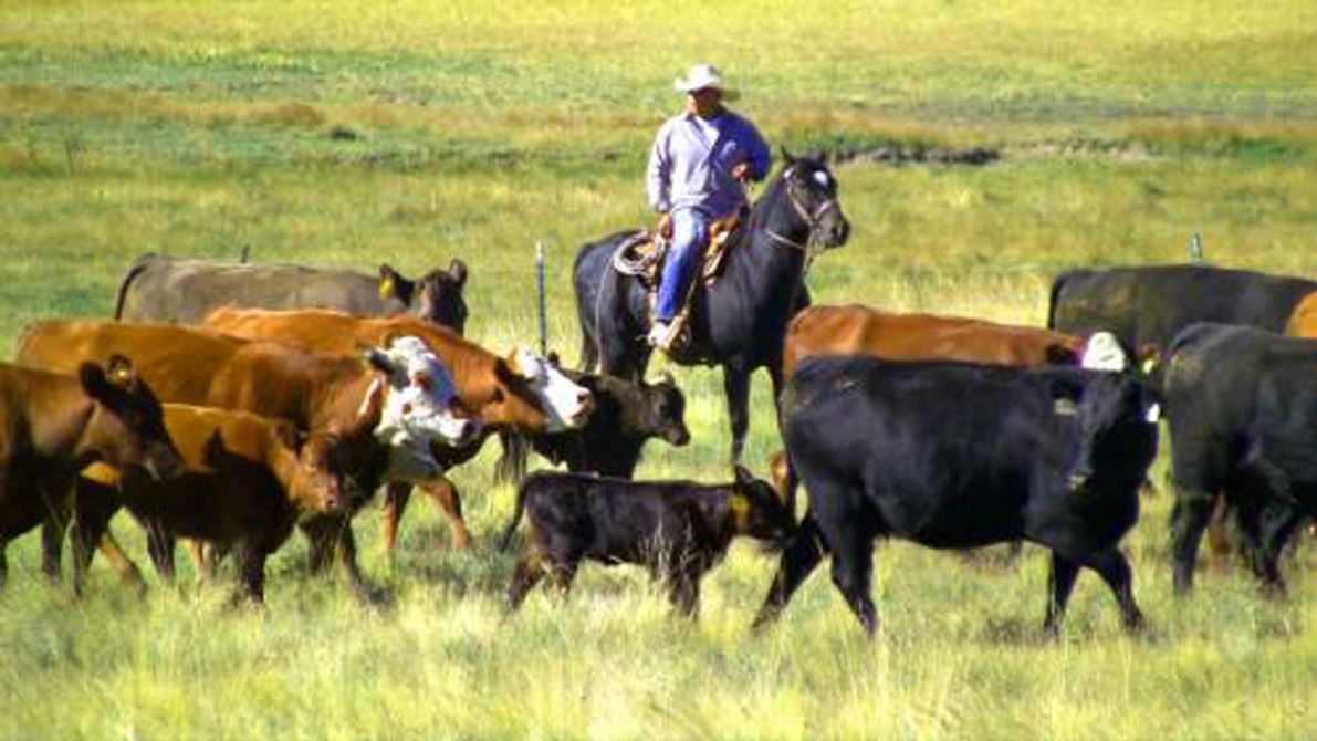 NMSU to host July 30 webinar on marketing beef directly to consumers