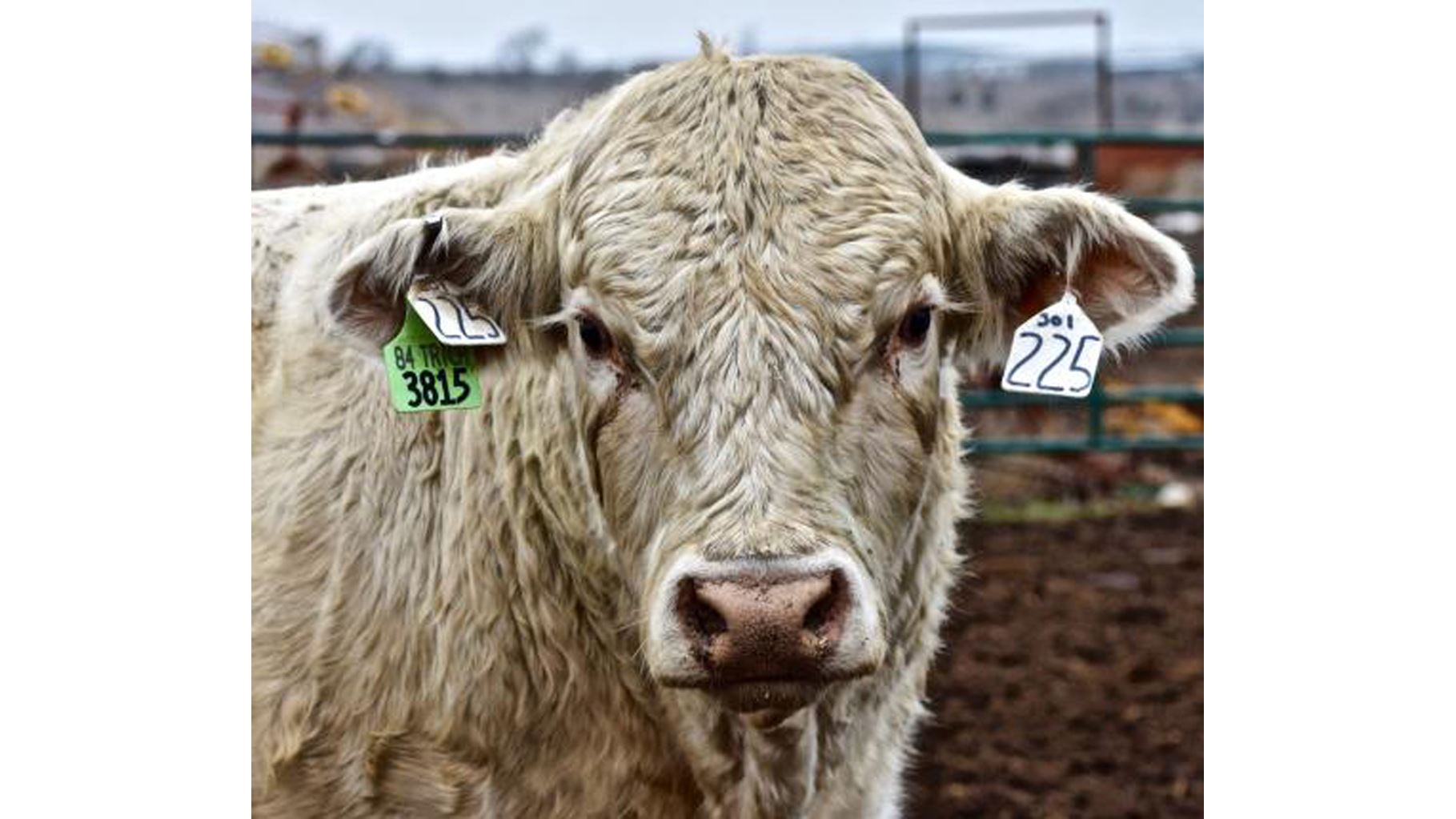 NMSU asks cattle producers to participate in bull management survey