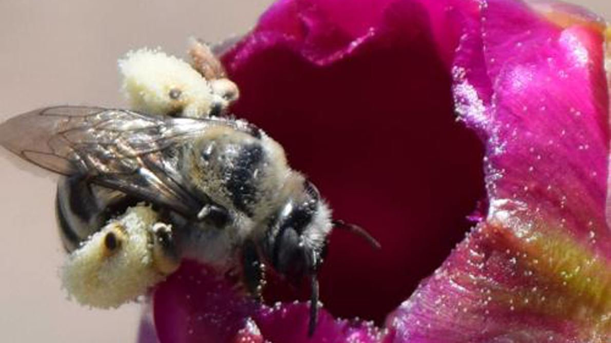 NMSU, Xerces Society present supporting pollinators, beneficial insect webinar