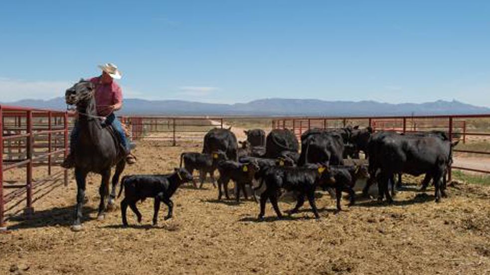 New Mexico State University has released a Cooperative Extension Service publication titled “Selling Meat Direct to..