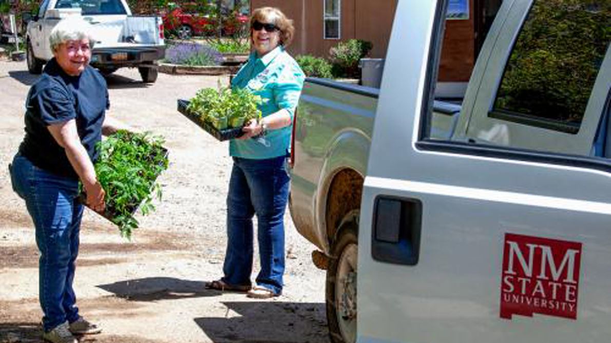 NMSU Extension Master Gardeners share tomato plants with community