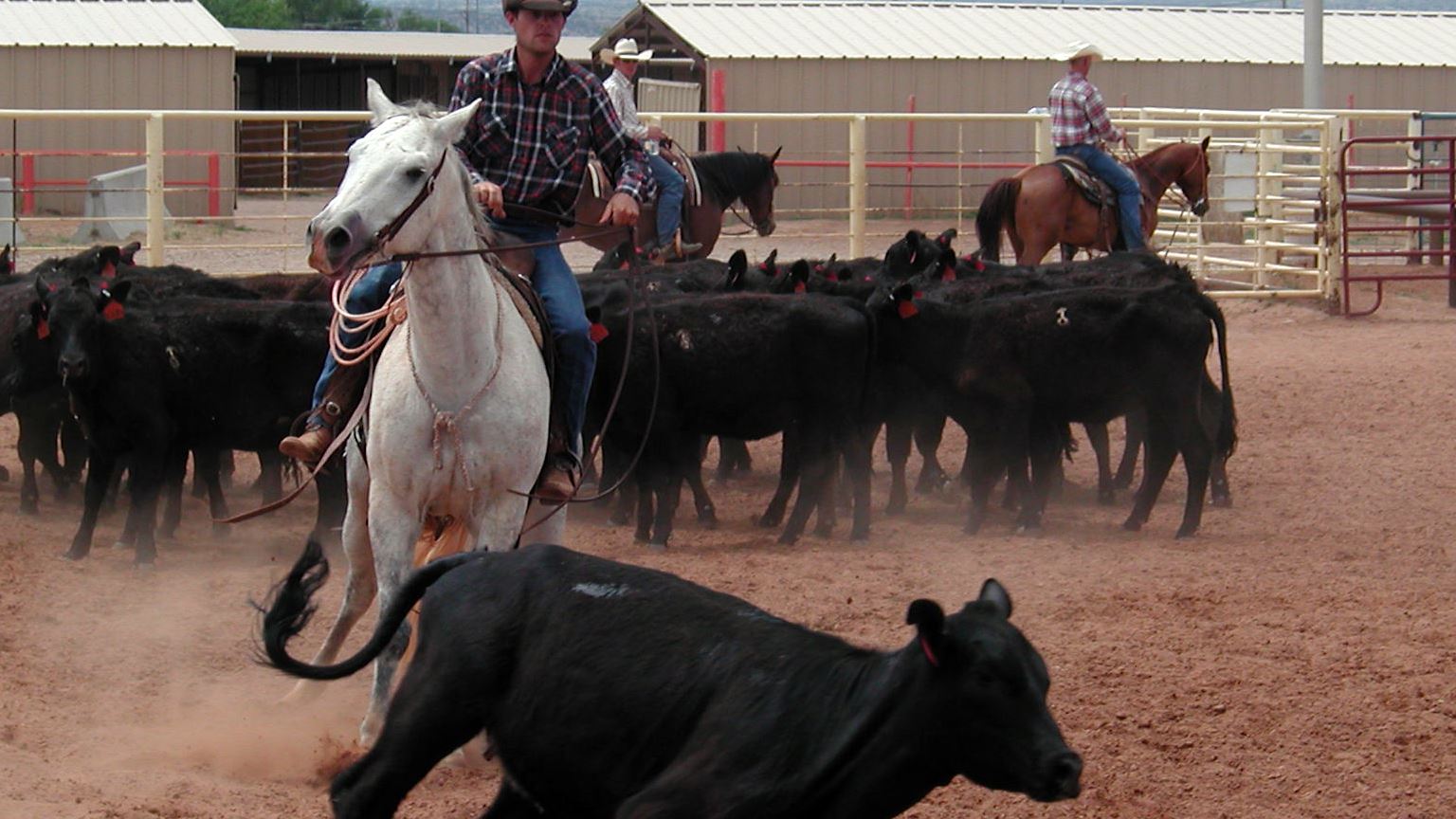 NMSU Extension to conduct navigating COVID-19 for beef producers webinar