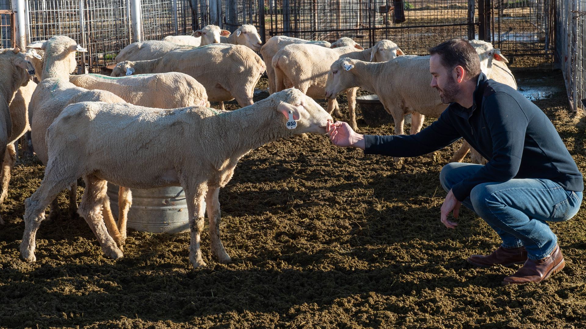 Ryan Ashley - Associate professor of animal science in the College of Agricultural