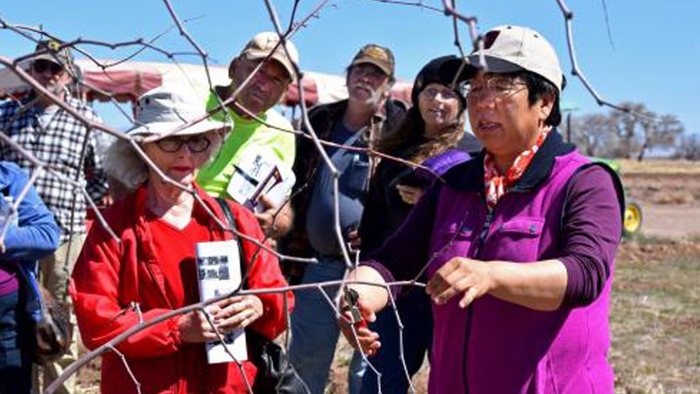NMSU to host jujube fruit tree growing habits, pruning workshop in Alcalde March 20