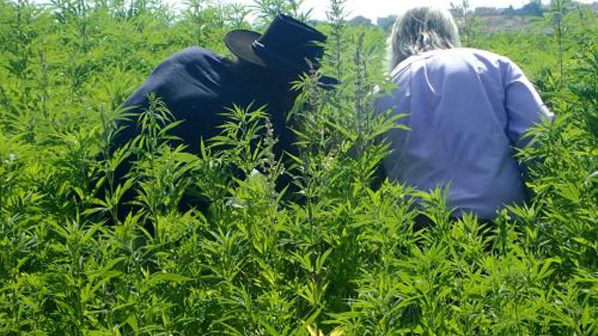 NMSU Extension responds to hemp production woes with info session in Santa Fe