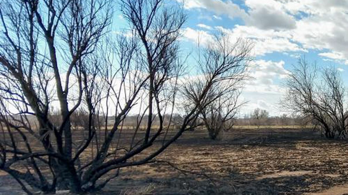 Trees fire damage