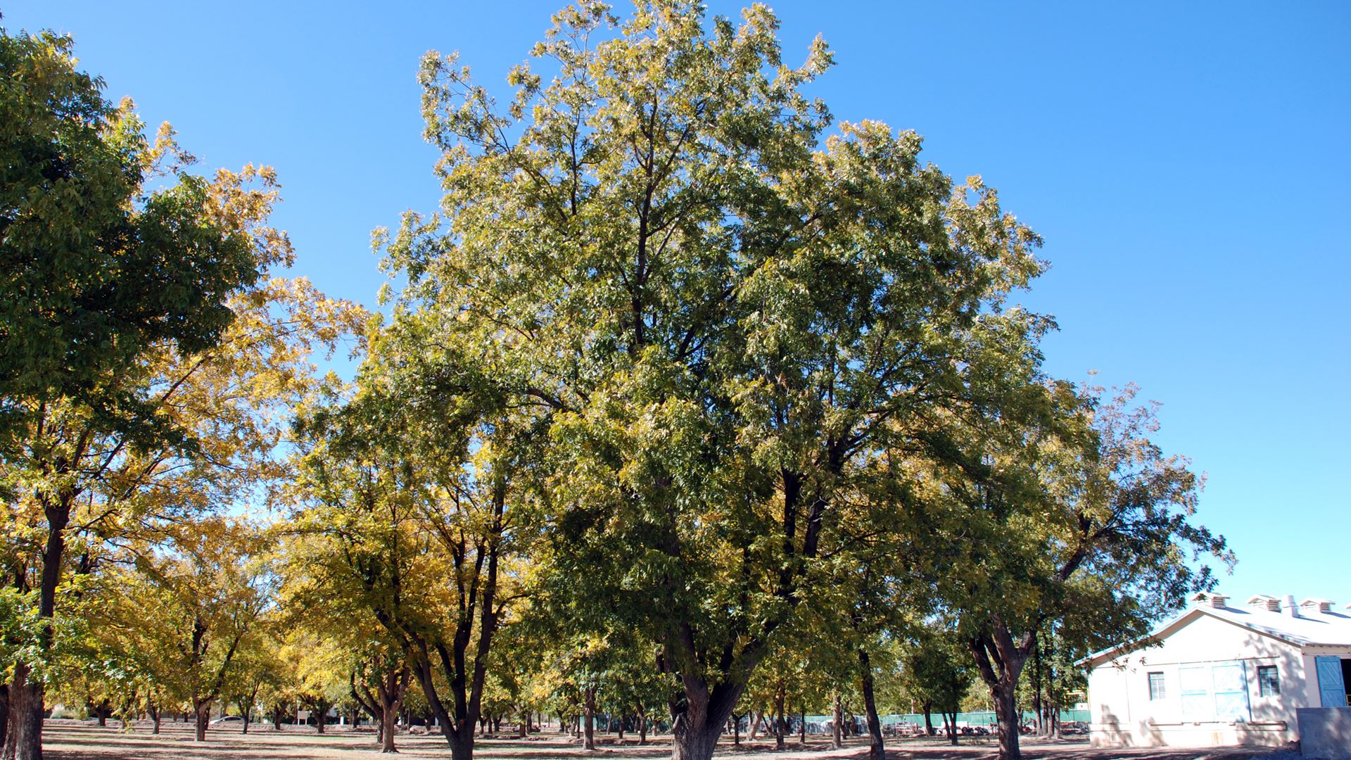 Western Pecan Growers Conference, co-sponsored by NMSU, set for March 1-3