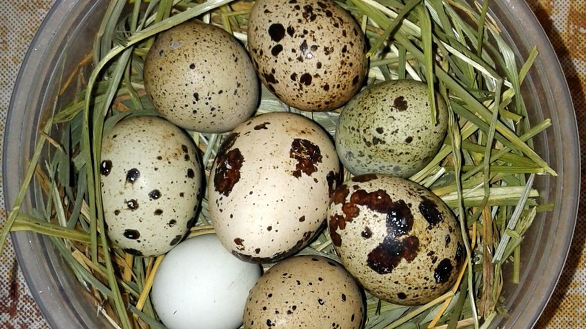 Backyard Farms eggs