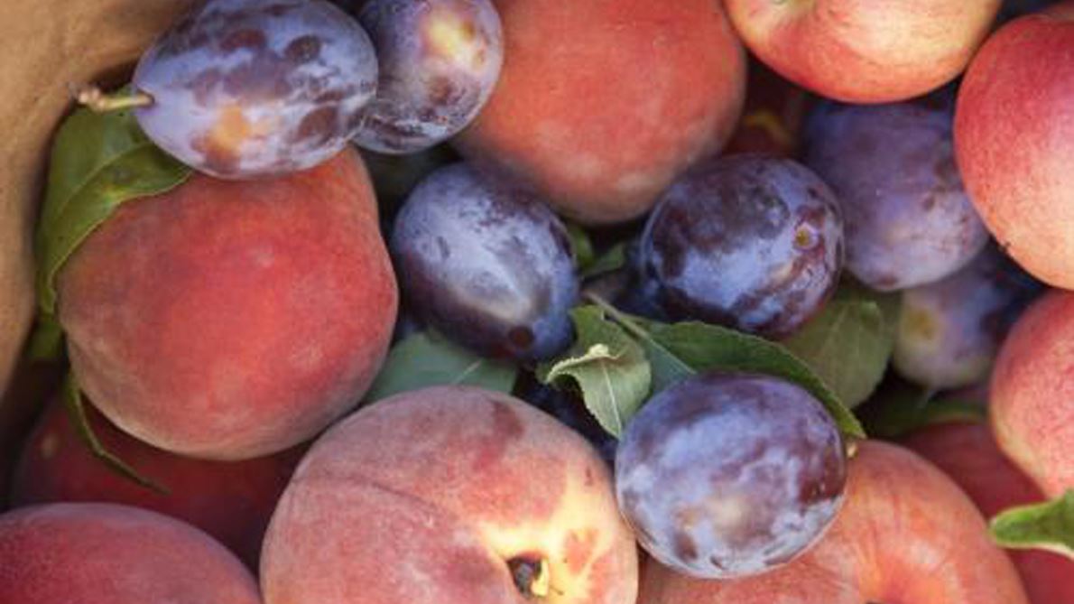 NMSU Extension to host annual fruit grower workshop in Santa Fe March 12