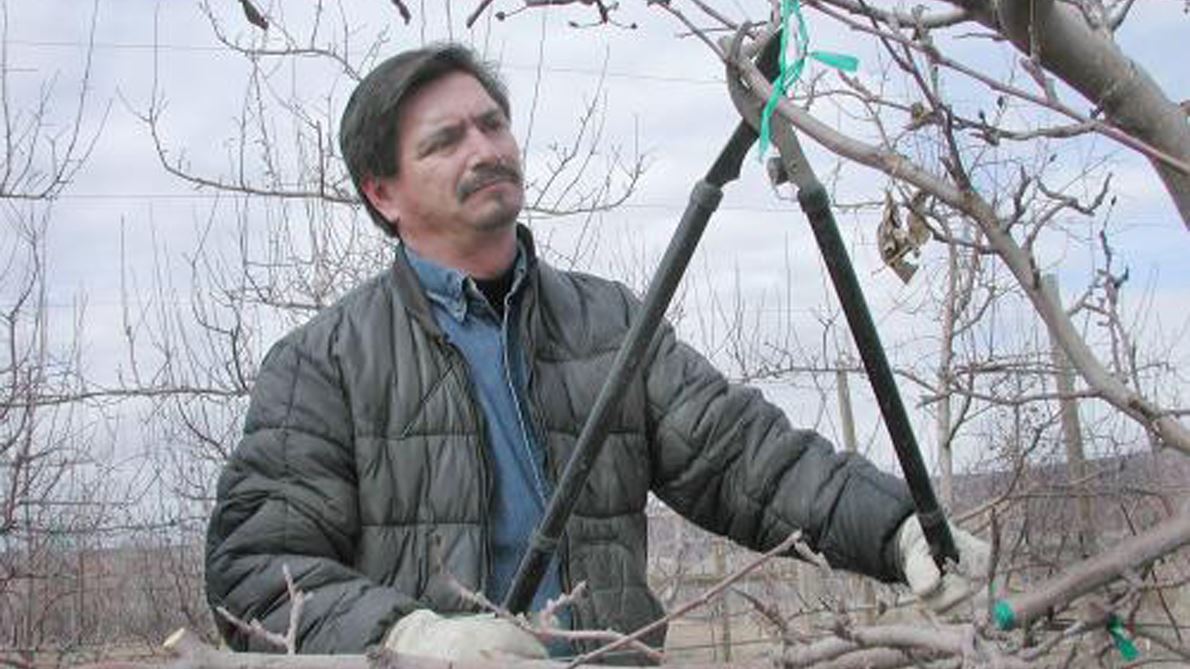 NMSU Extension to host fruit tree pruning workshop at Alcalde Feb. 27