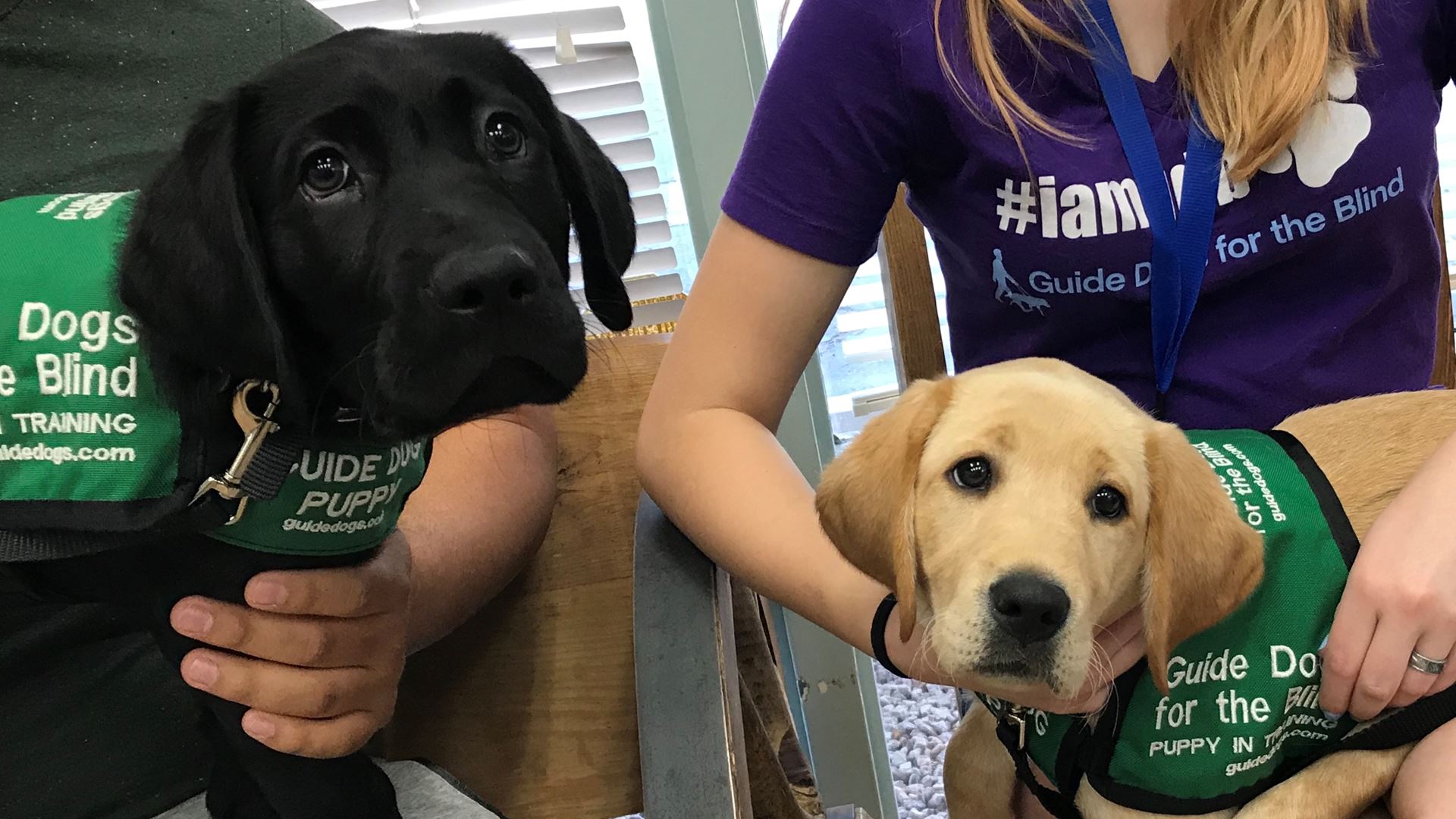Puppies raised by NMSU students now working as guide dogs
