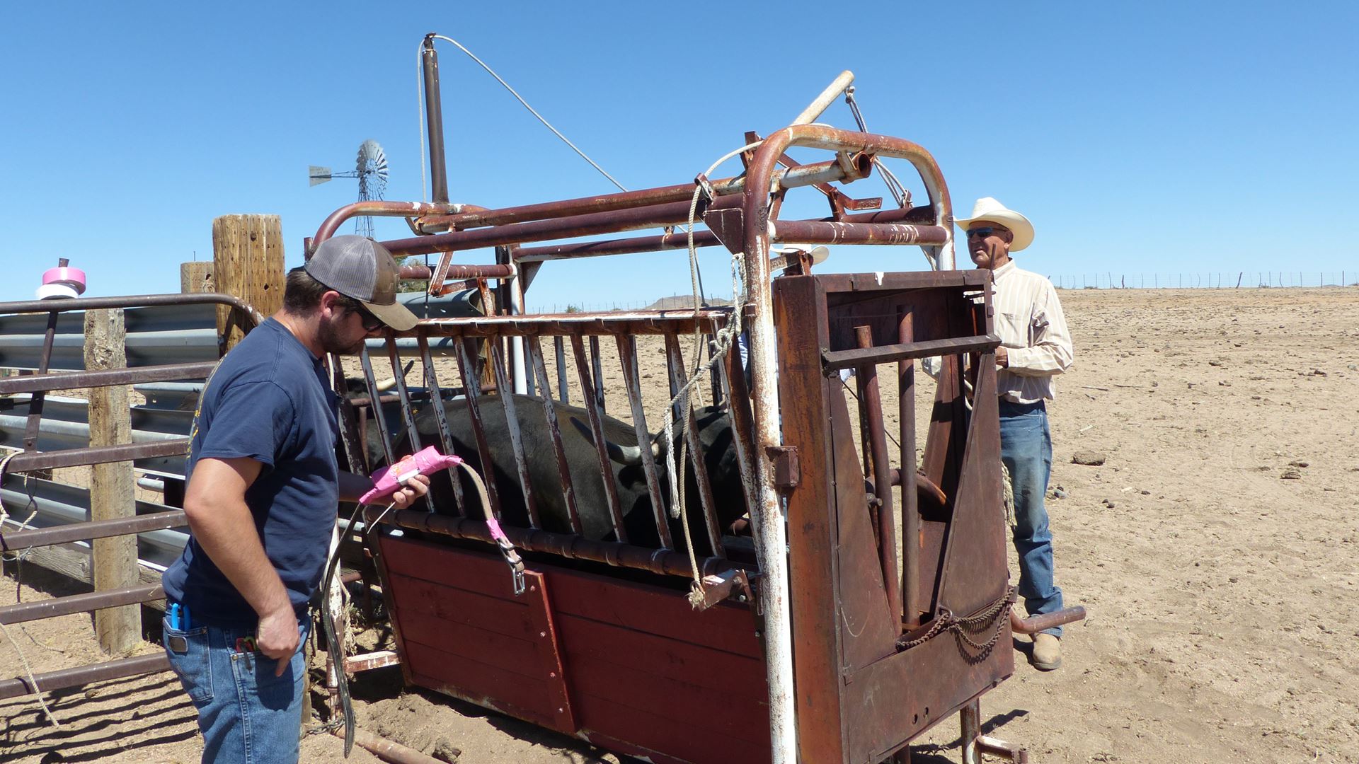 ‘Fitbit for cows’: NMSU researcher tracks cattle behavior with GPS technology