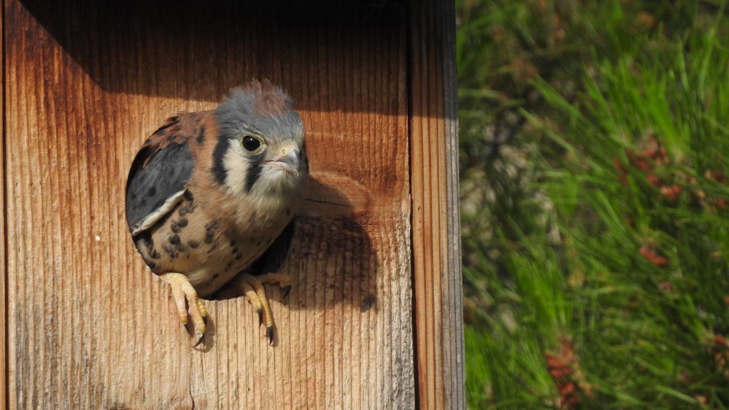 NMSU research team launches nesting box project to study small falcon