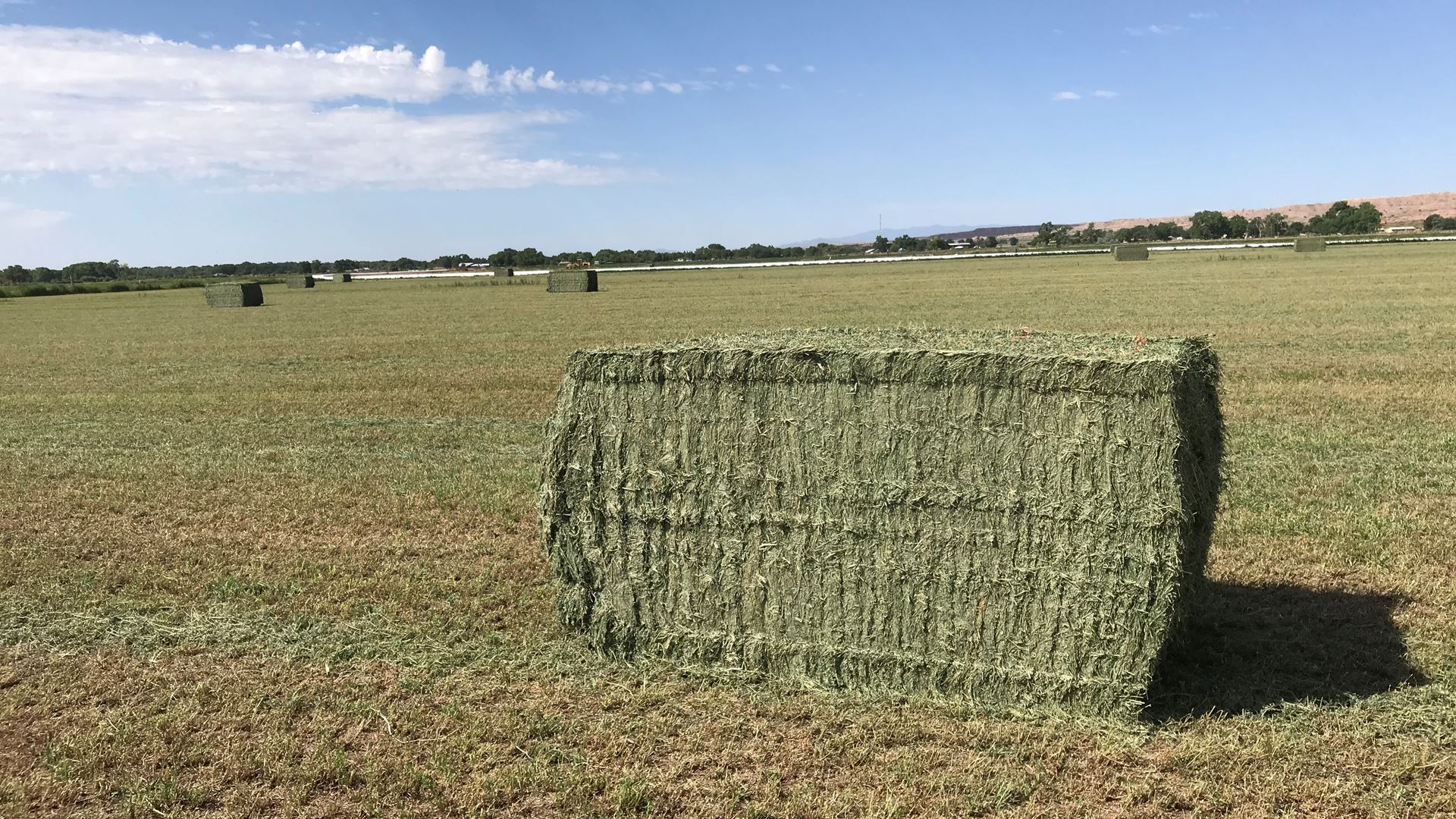 Growers can access vital information at 2022 Southwest Hay & Forage Conference
