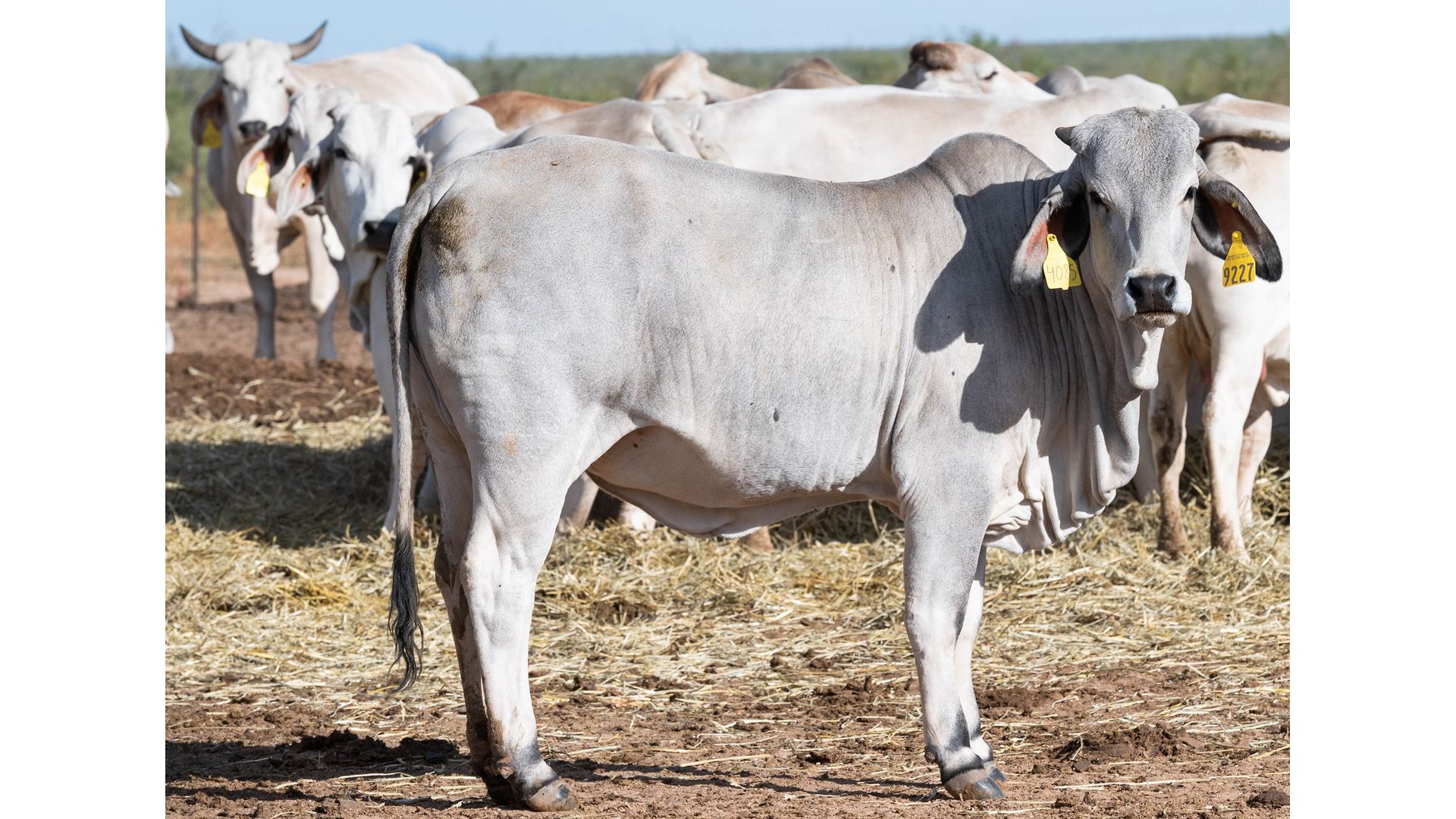 NMSU to co-host Southwest Beef Symposium set for March 11-12 in Tucumcari