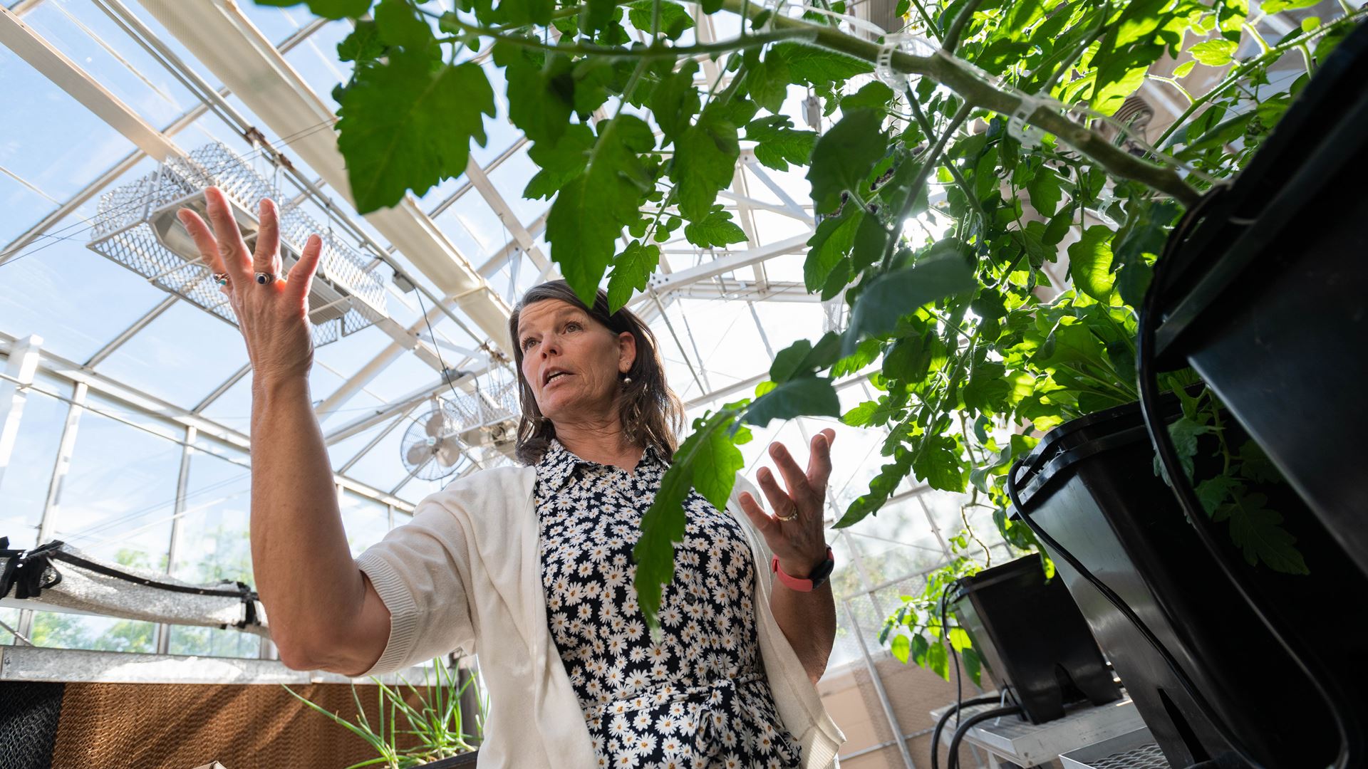 NMSU class lets students dive into soil-less growing systems