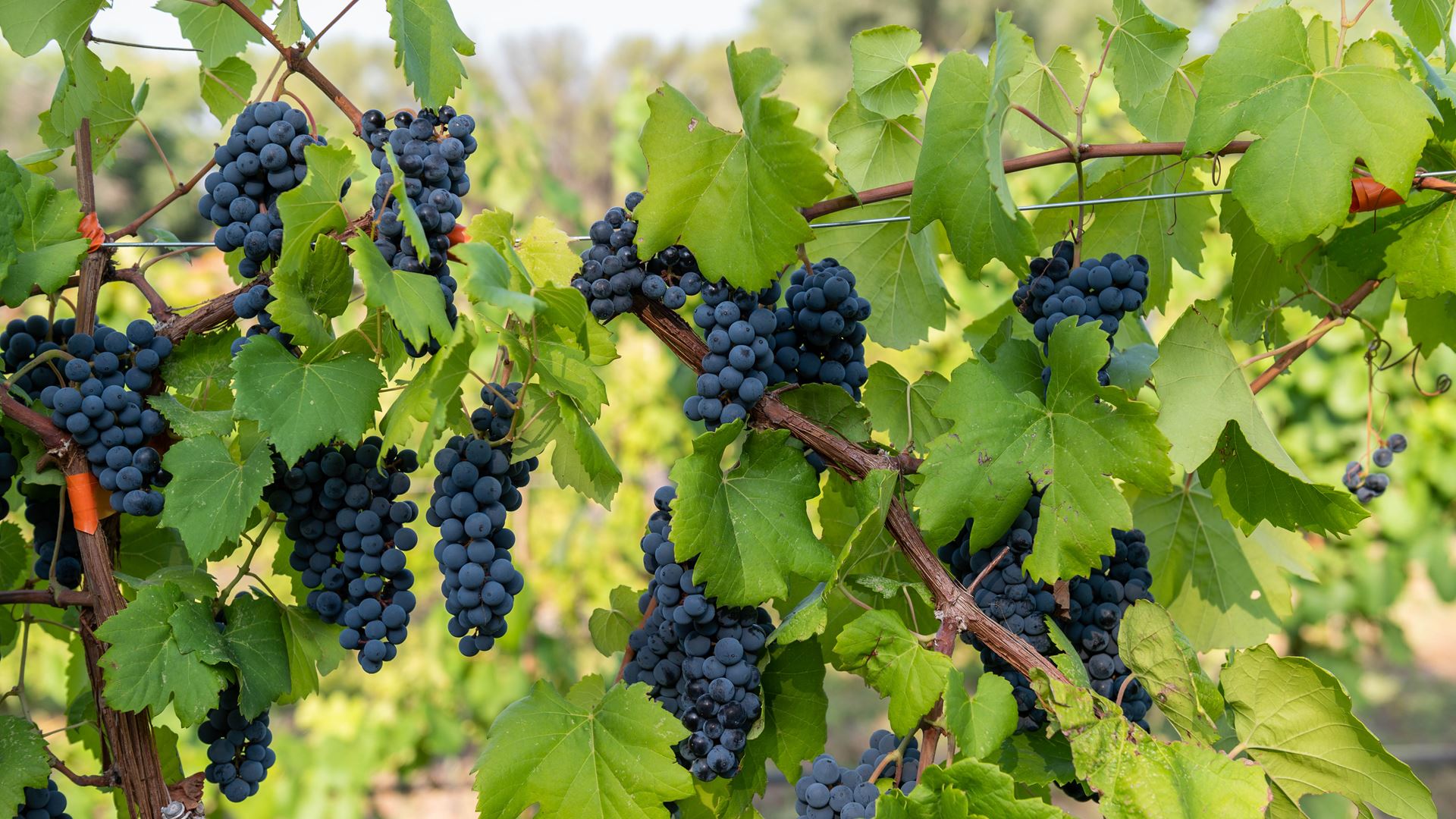 Grape expectations: AES project examines how cover crops can improve vineyards and pollinator habitats