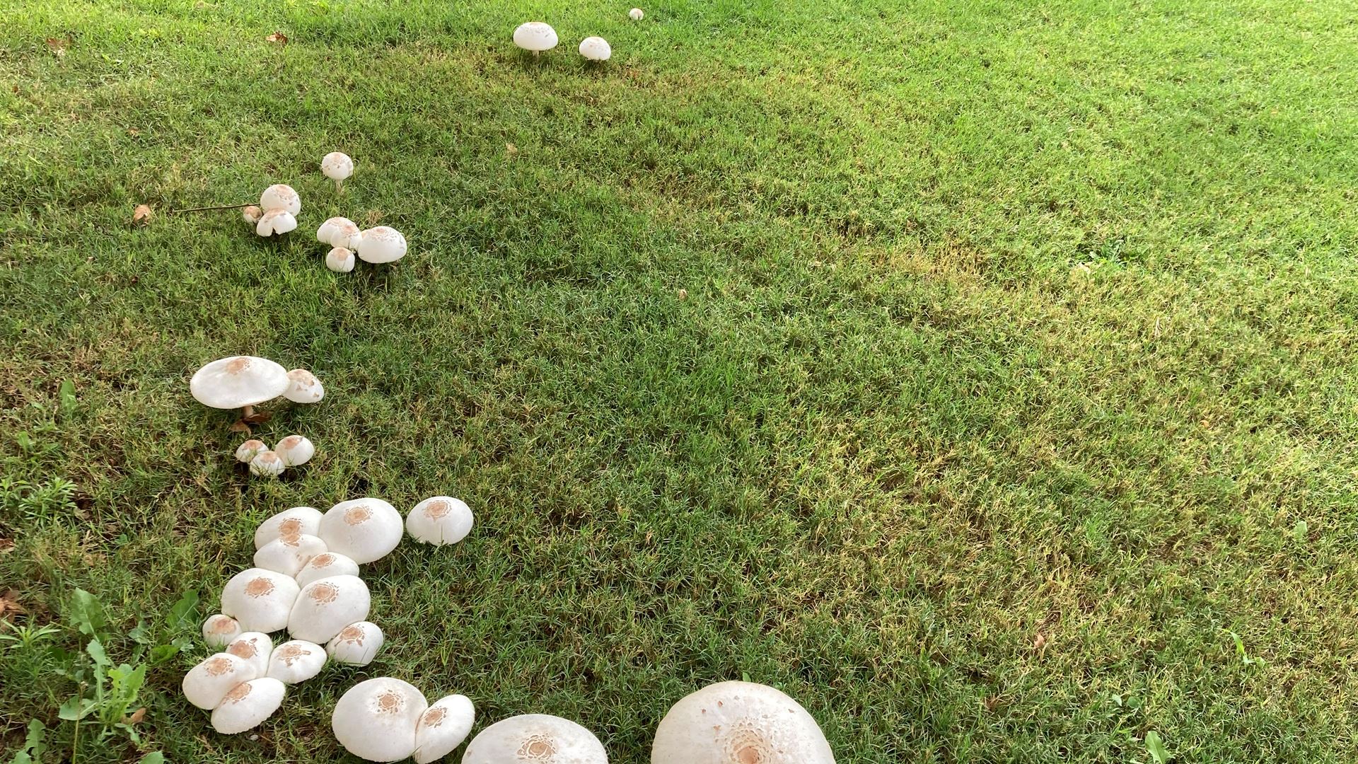 NMSU researcher warns against mushrooms growing in community