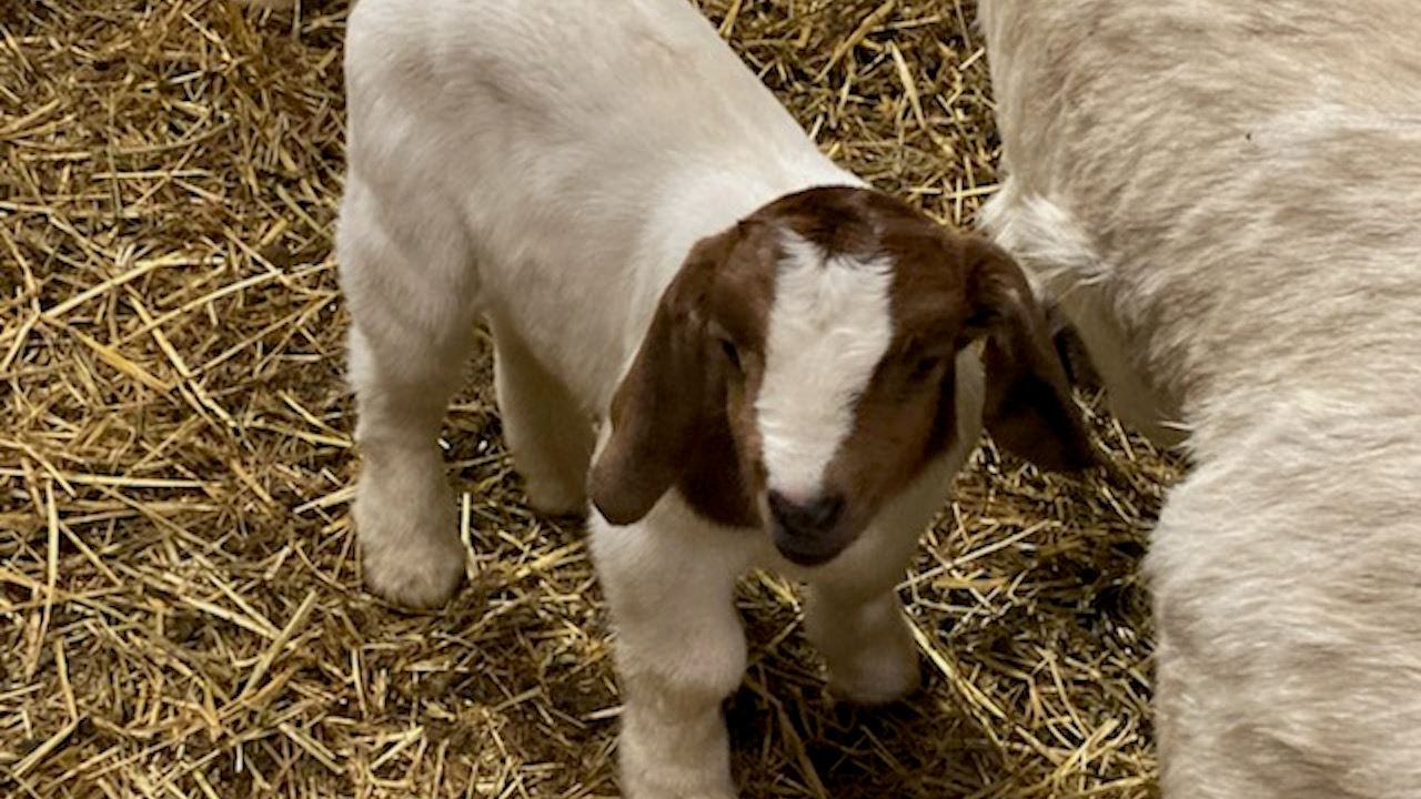 NMSU workshop in Corona to focus on sheep, goat reproductive technologies