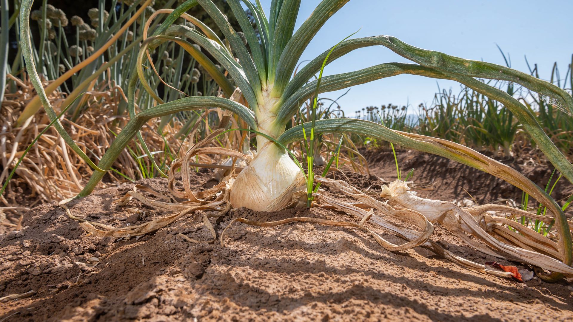 Learn all about New Mexico onions at this year’s onion field day
