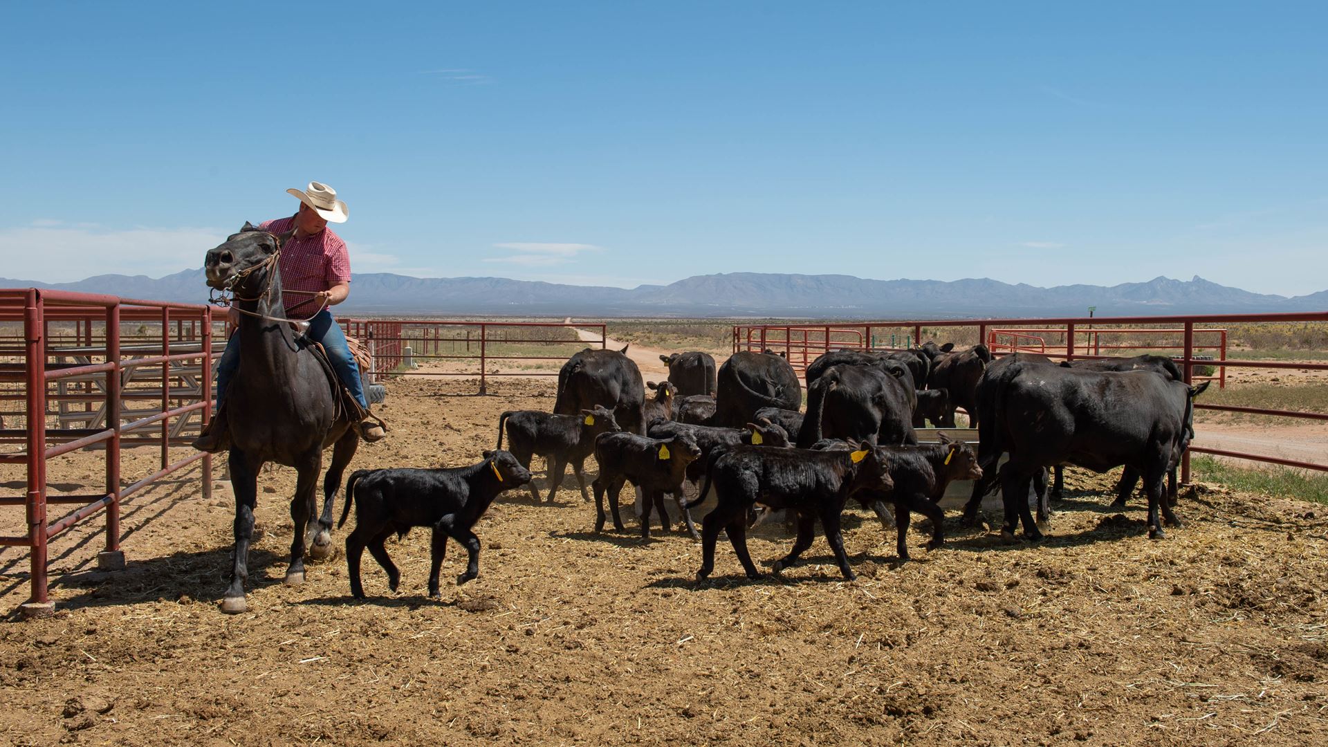 NMSU’s Chihuahuan Desert Rangeland Research Center field day to take place in person, online