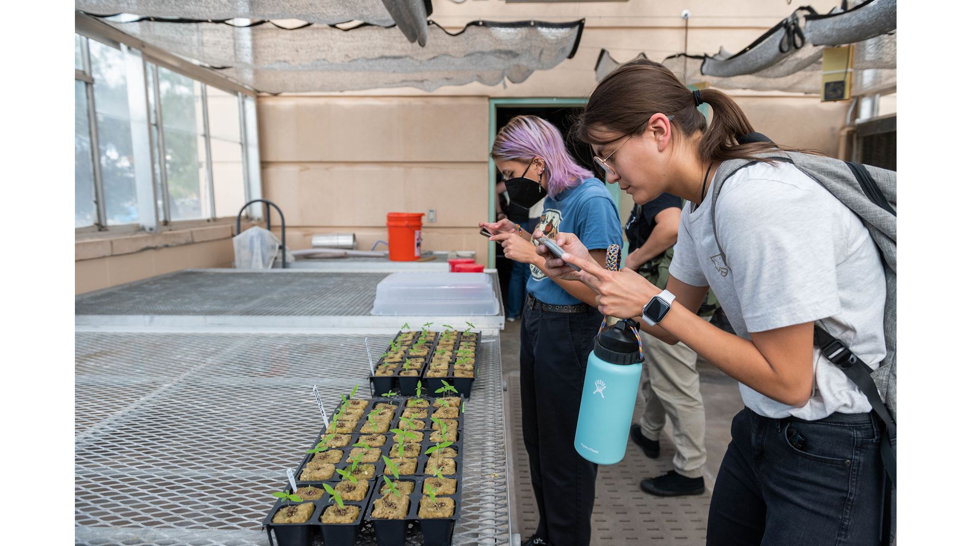 NMSU students get hands-on experience with hemp