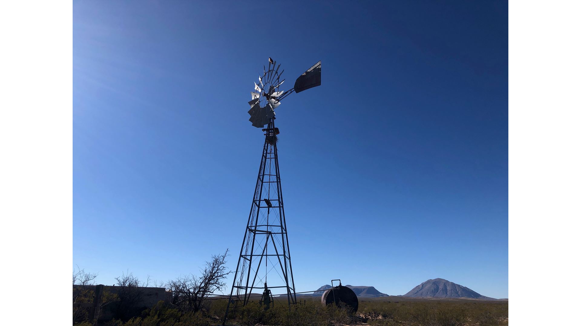 Windmill with hawk