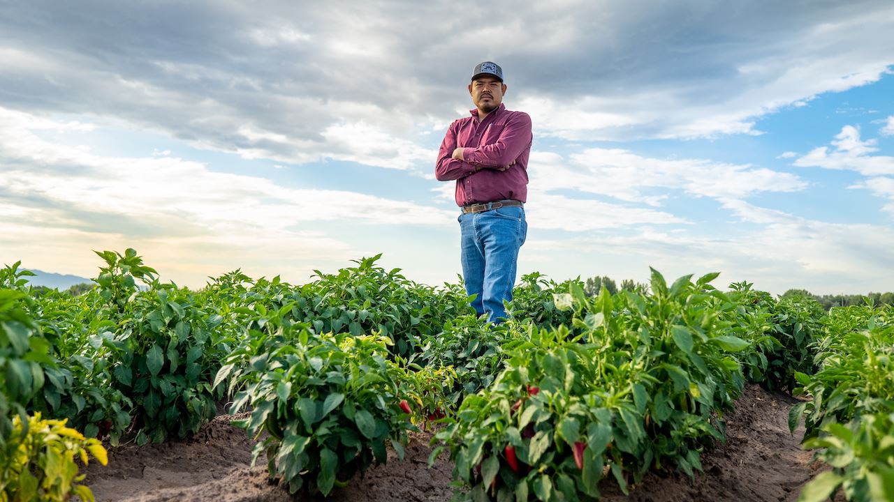 Man standing in a chile field