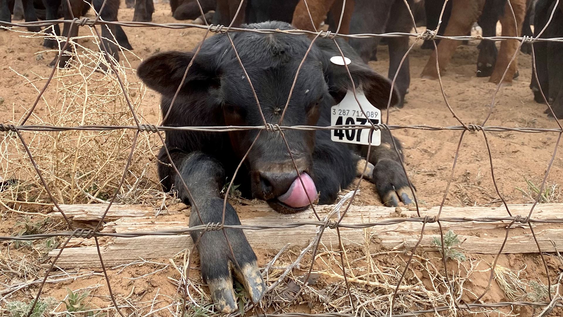 Corona ear tag technology cattle