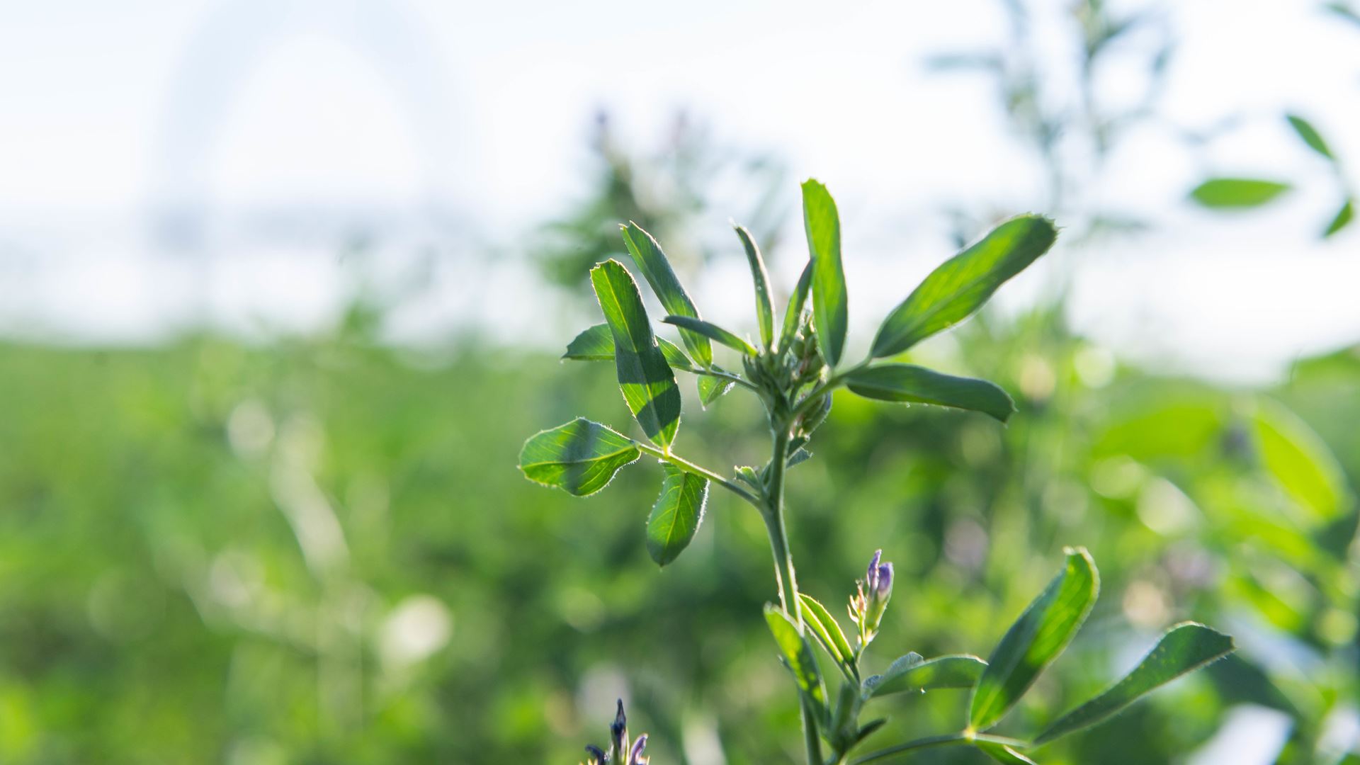 IMAGE DESCRIPTION A field of alfalfa