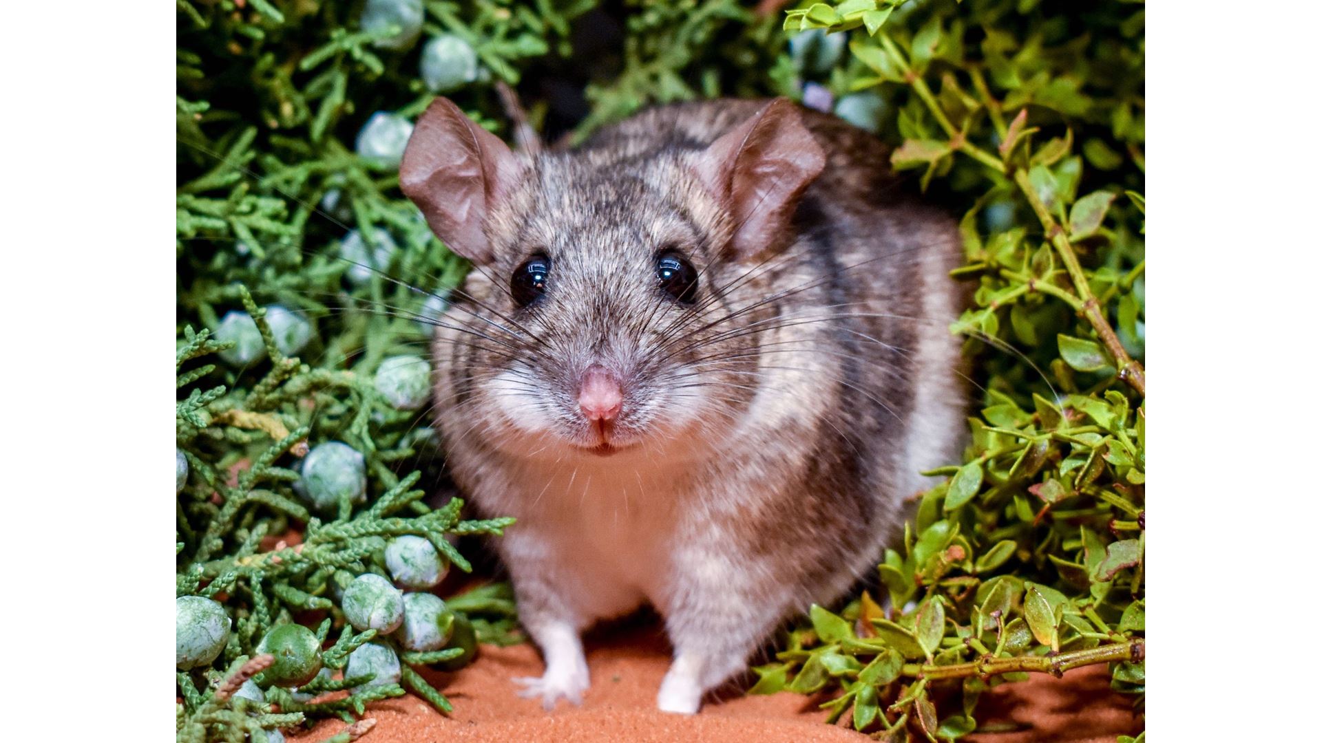 NMSU University of Utah biologists co author paper about rodents adaptation to a poisonous diet