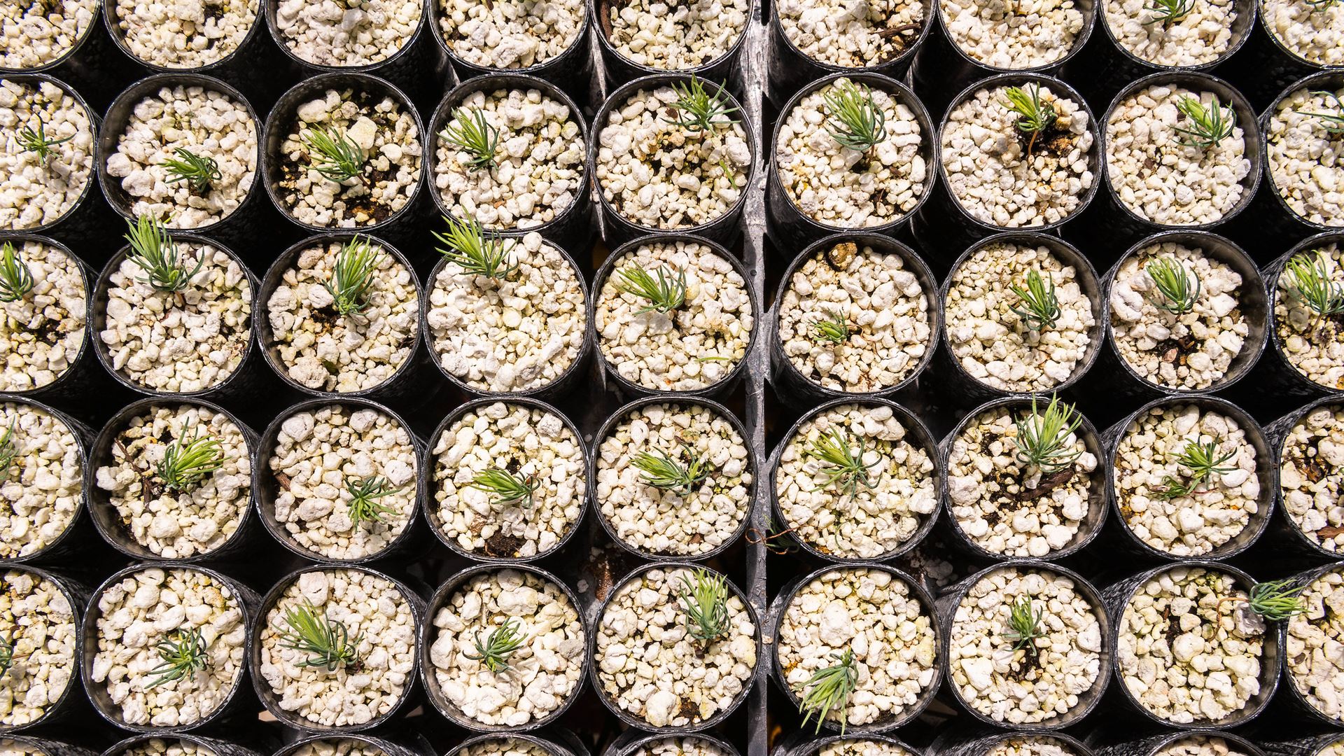 IMAGE DESCRIPTION Rows of tree seedlings in small pots