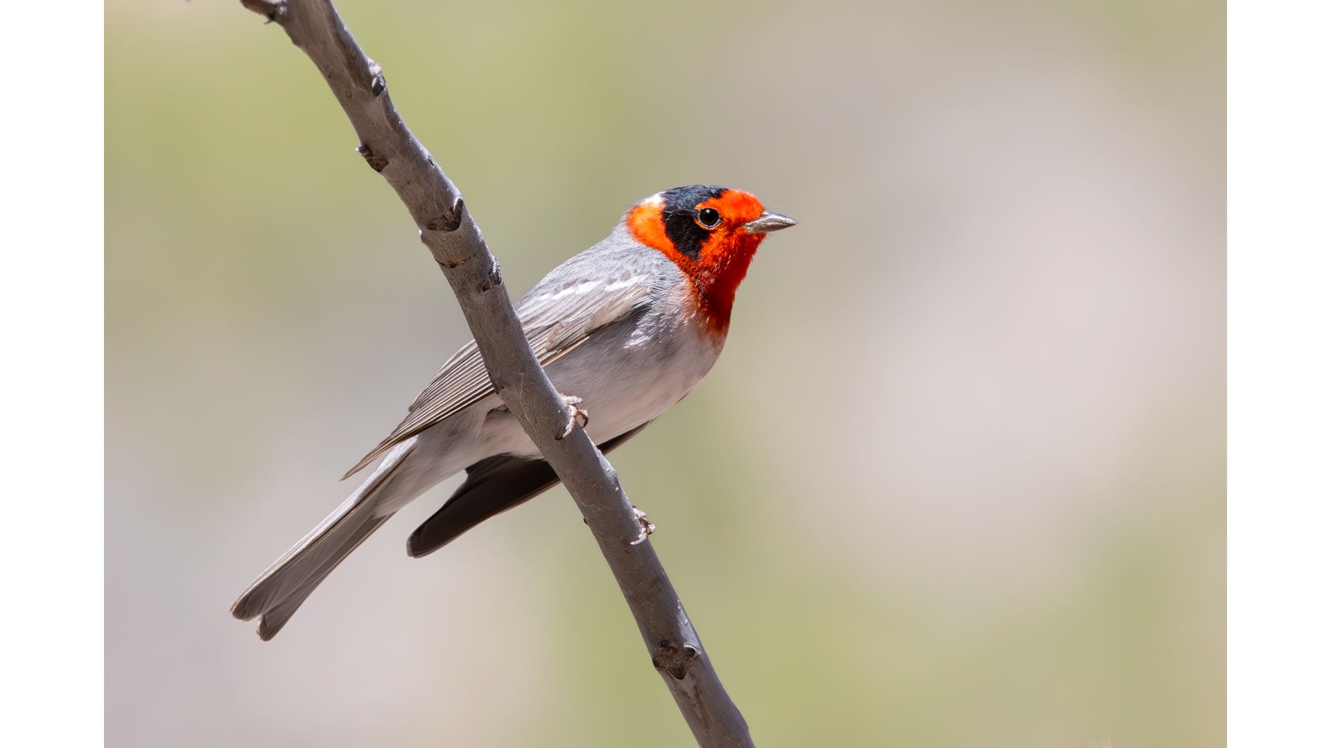 NMSU review of bird migration research method published in premier journal