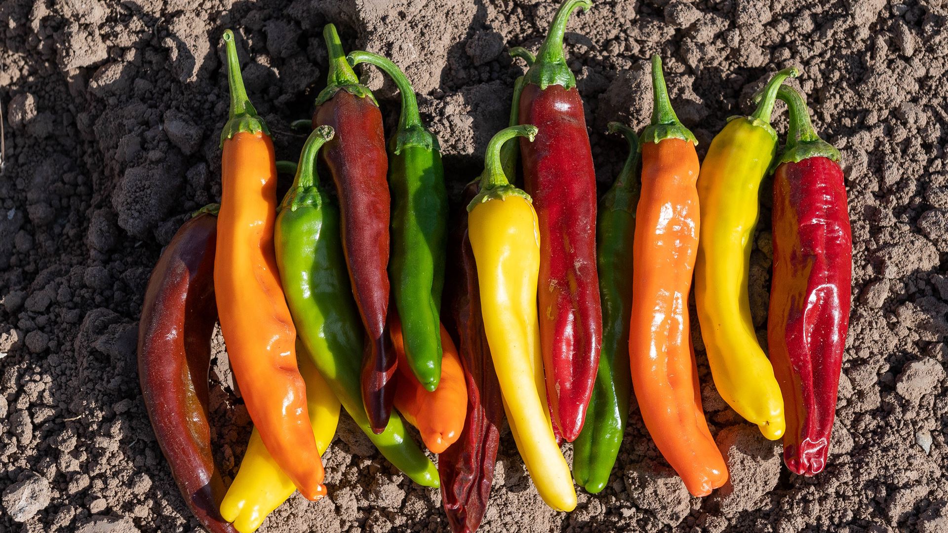 Chile Pepper Institute