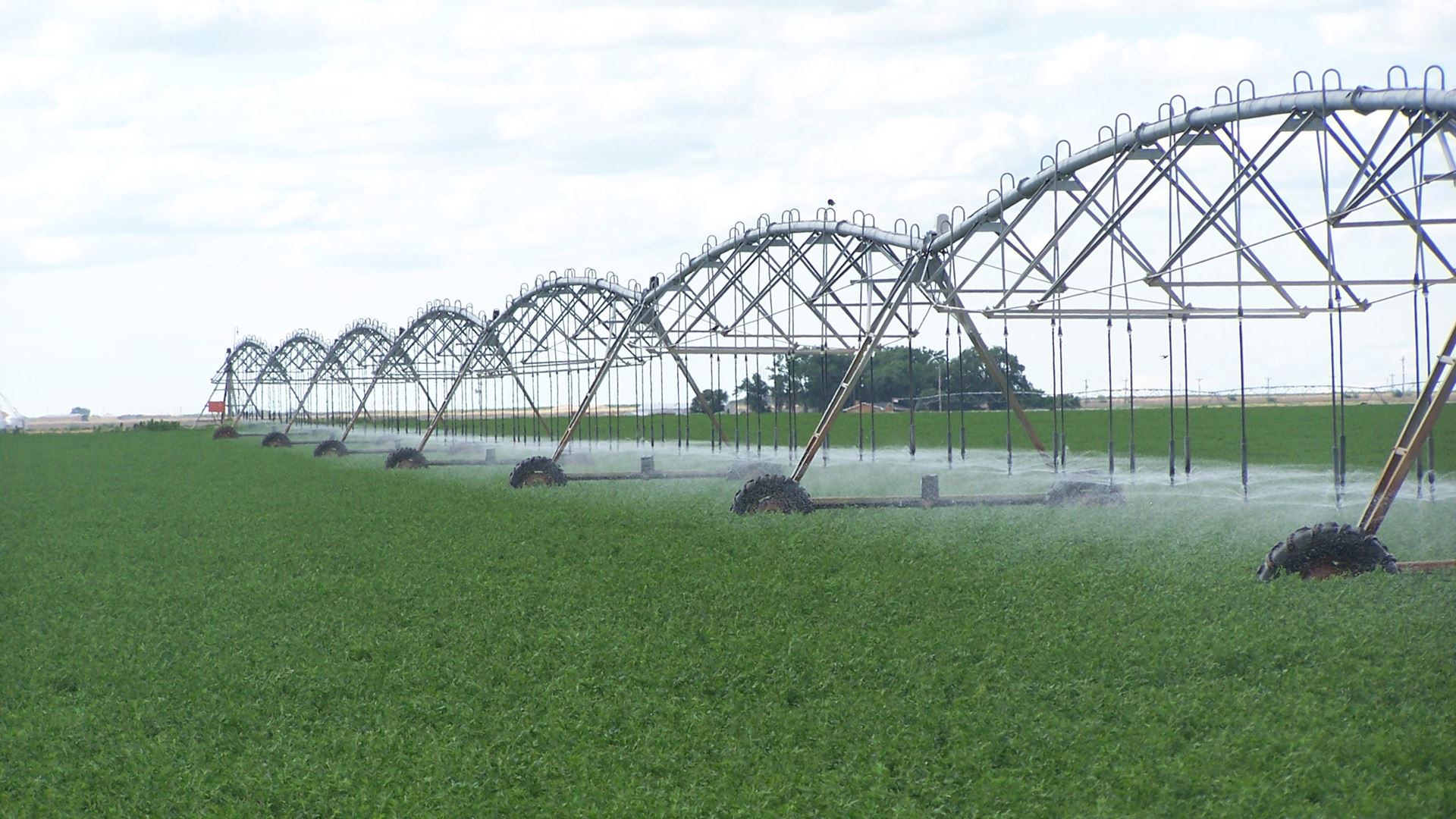 IMAGE DESCRIPTION An alfalfa field being watered
