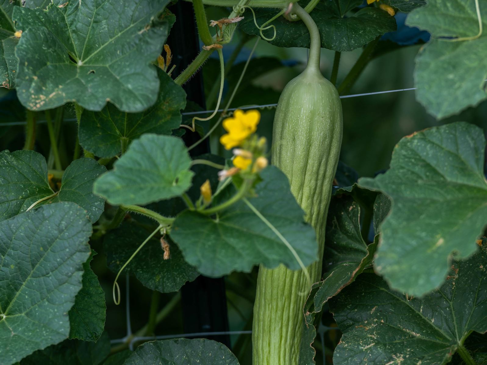 JoseFernadezGarden_Tonnessen_ACES_Mag_072721-17