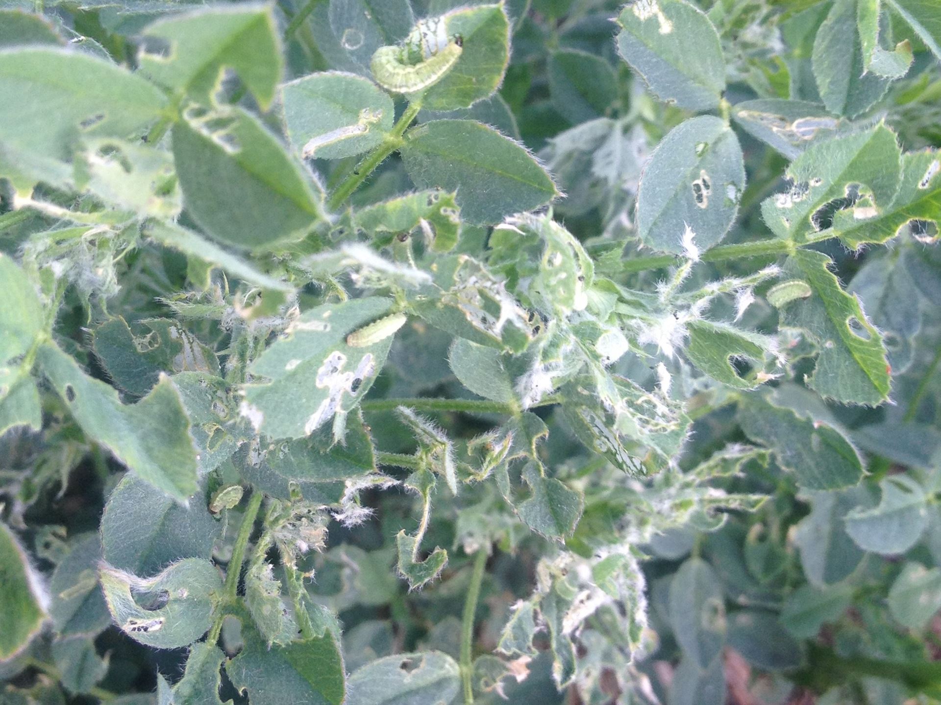 alfalfa weevil damage