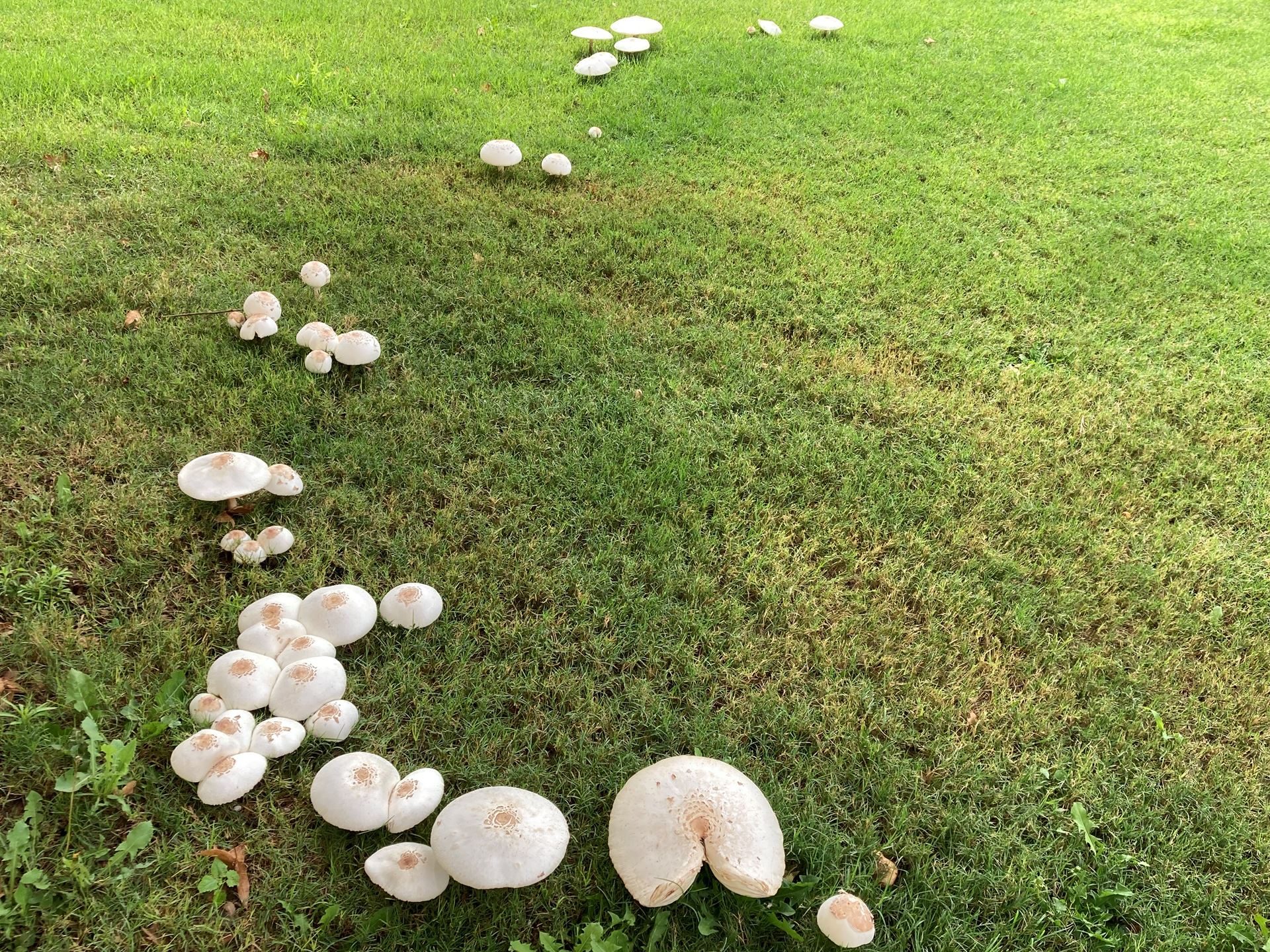 chlorophyllum-cluster1