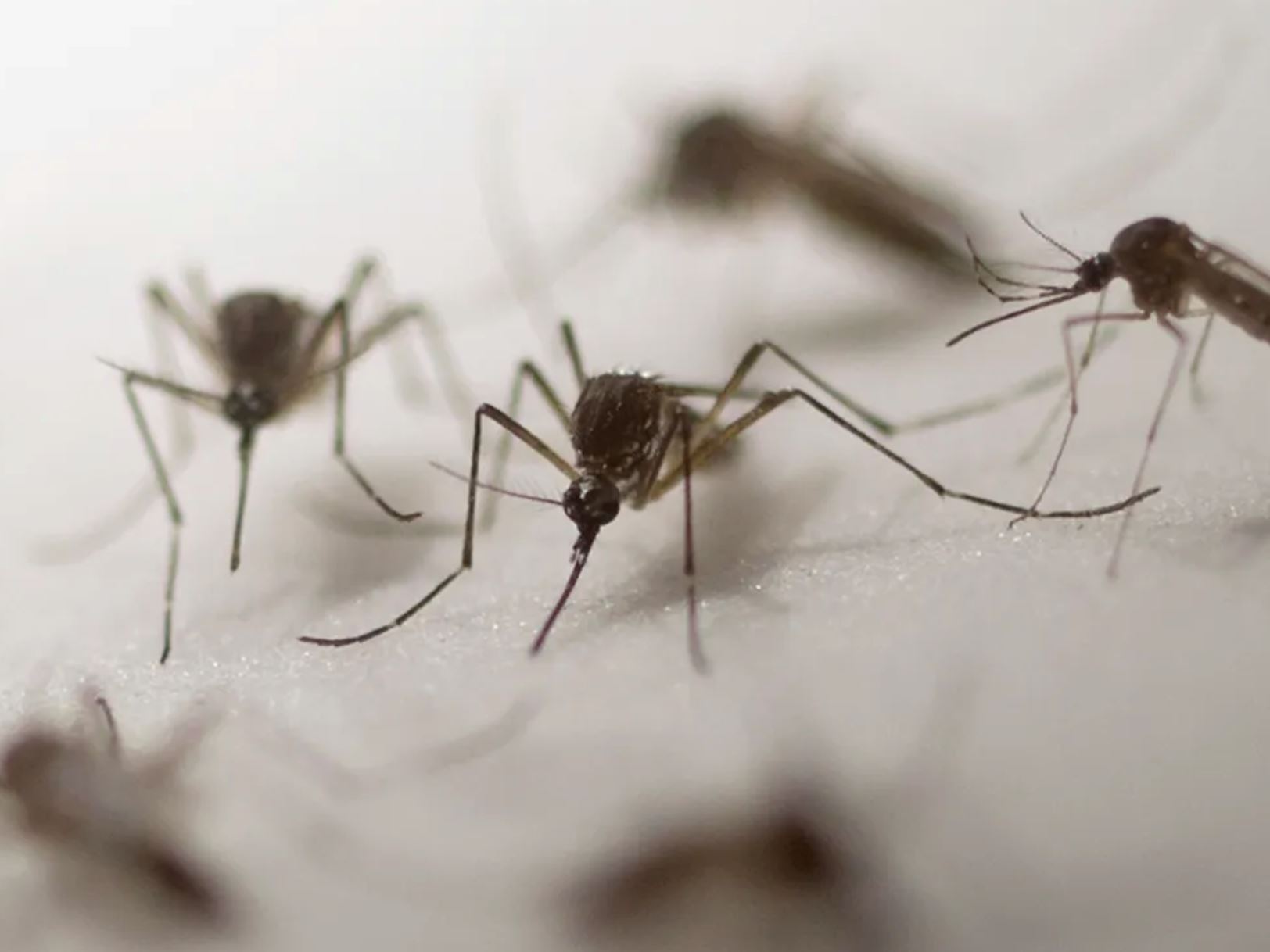 Mosquitoes peak during rainy season, NMSU researcher shares prevention tips