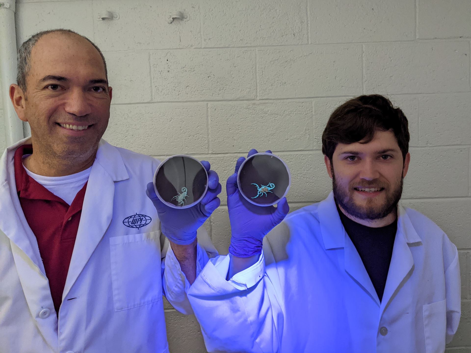 NMSU researchers focus on scorpion sting prevention